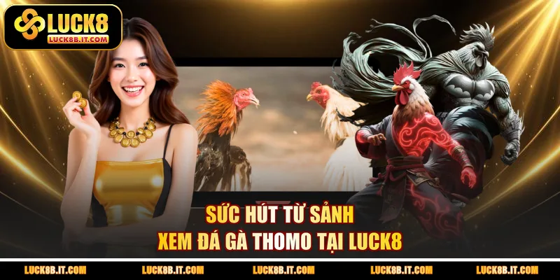 Sức hút từ sảnh xem đá gà Thomo tại LUCK8